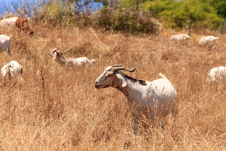 防火摄影照片_山羊聚集在山坡上吃干草