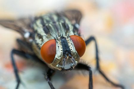 苍蝇或苍蝇昆虫的宏观