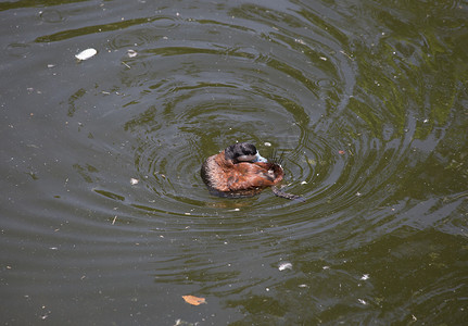 红鸭子摄影照片_红鸭子游泳
