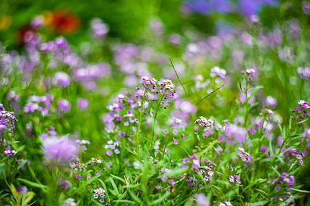 夏季花园花卉