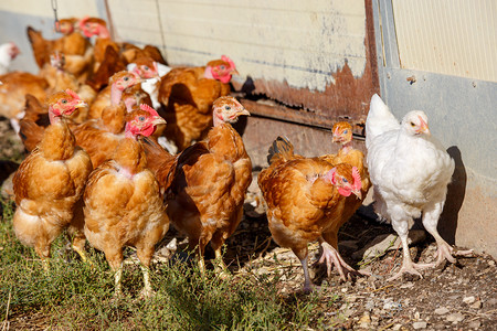 农场鸡摄影照片_一群鸡在有机养殖场郁郁葱葱的绿色围场中自由漫步