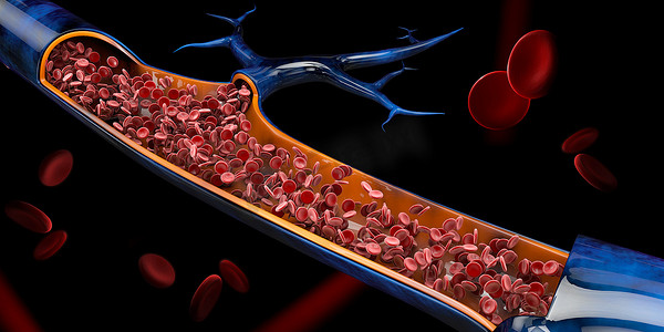 3d 静脉中红细胞的图示。