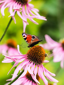 美丽的彩色欧洲孔雀蝴蝶（Inachis io，Aglais io）和阳光明媚的花园里紫色紫锥菊花上的蜜蜂。