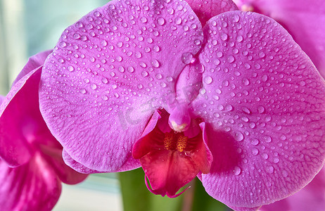 蝴蝶兰水滴摄影照片_盛开的蝴蝶兰花，花瓣上有水滴，特写