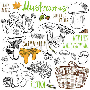 蘑菇素描涂鸦手绘集。