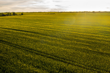 白俄罗斯农业区雨后黄色油菜田的顶视图。农业部门的发展理念