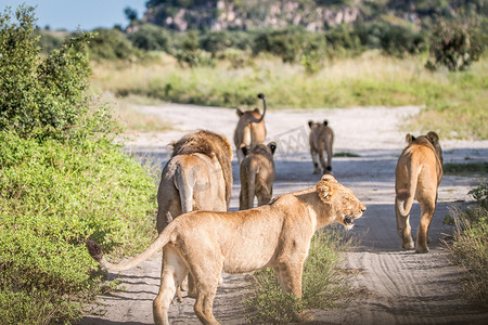 一群狮子行走在路上。
