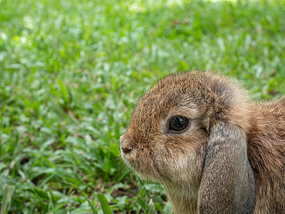 棉鼠摄影照片_夏日，可爱的小兔子坐在绿草上。