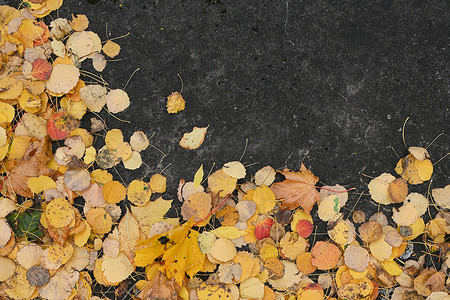 梧桐树叶摄影照片_秋天，混凝土路面上的落叶