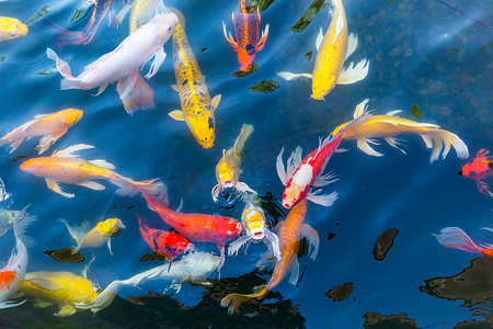 锦鲤中国风摄影照片_池塘里的锦鲤