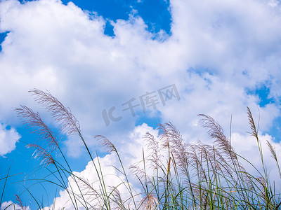 绿色风树叶摄影照片_坎斯草之花在风和蓝天中摇曳