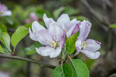 春天水果摄影照片_粉红色的白色苹果在春天开花