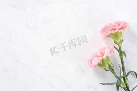 优雅粉色摄影照片_美丽、优雅的粉色康乃馨花在明亮的白色大理石桌背景上，母亲节鲜花礼物的概念，顶视图，平躺，头顶