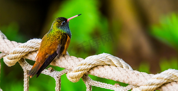 齐马摄影照片_来自美国的特写、流行和小型热带鸟类中一只 amazilia 蜂鸟的肖像