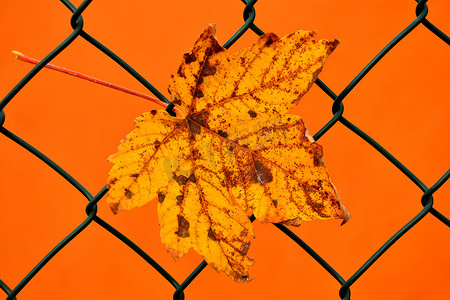 橙色背景围栏中的秋季彩色枫叶