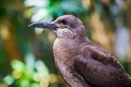 一只雌性印加燕鸥的脸特写，来自美国的沿海鸟类，近危动物