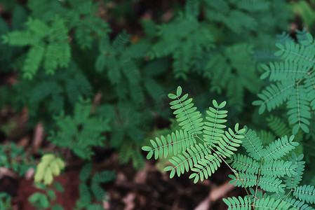 蕨类植物在森林中留下选择性的焦点