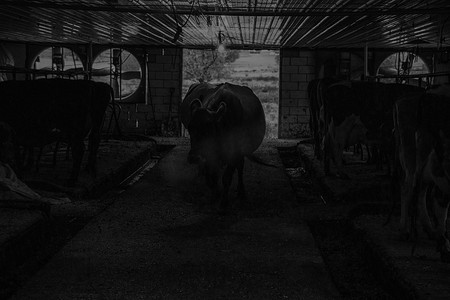 开州摄影照片_宾夕法尼亚州兰开斯特县的阿米什人挤奶棚。