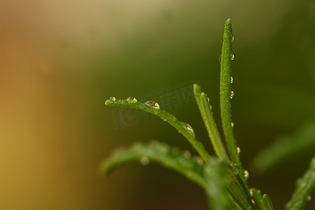 其他产品摄影照片_有机欧芹和其他绿色素食成分，以保持健康