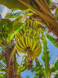 绿香蕉摄影照片_在种植园的香蕉树上种植生绿香蕉