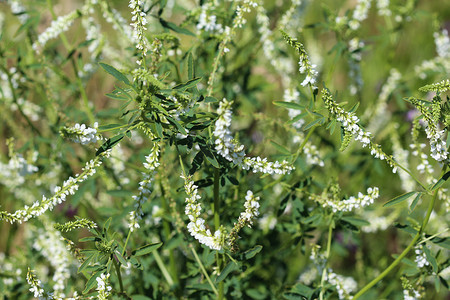 Melilotus albus，亦称蜂蜜三叶草、Bokhara三叶草(澳大利亚)、甜三叶草或者白色melilot，在夏季开花