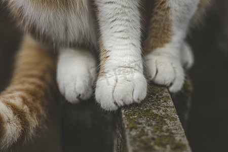 混凝土表面的猫红白爪子，灰色猫脚的特写