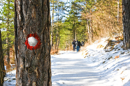 冬季徒步穿越松树林