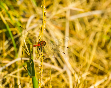 一只红色飞镖从后面的特写，火红蜻蜓，来自欧洲的常见昆虫