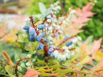 Mahonia aquifolium 或俄勒冈葡萄。