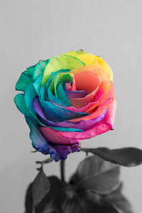 多彩多姿的玫瑰花、彩虹玫瑰或快乐玫瑰的特写