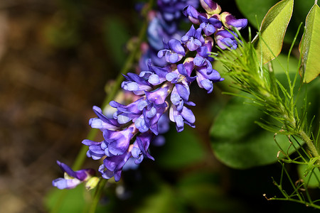 丁香茎摄影照片_黄芪 serpoplodny 在森林里的花