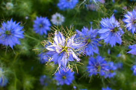 黑种草-自然蓝色和白色的花朵