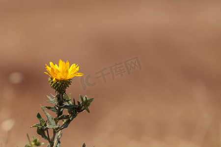 大花摄影照片_黄色电报花，Heterotheca grandiflora，在