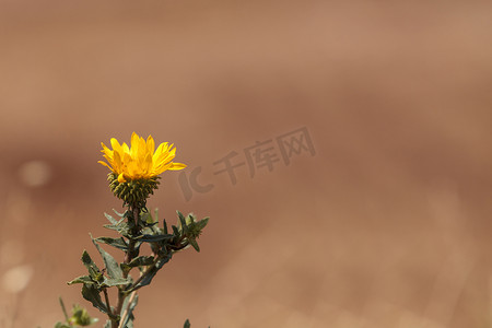 橘子摄影照片_黄色电报花，Heterotheca grandiflora，在