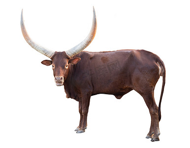 孤立在白色背景上的 ankole watusi