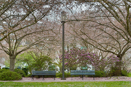 俄勒冈州塞勒姆公园的樱花树