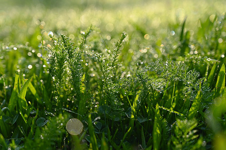 草和花摄影照片_美丽的自然背景与草和晨露。