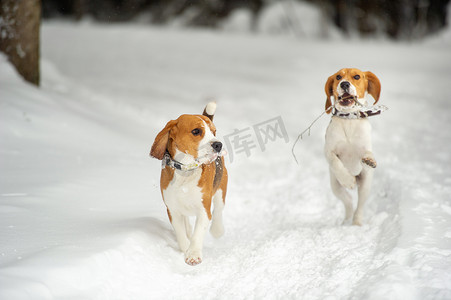 比格犬品种的狗在冬天户外的雪地里玩耍