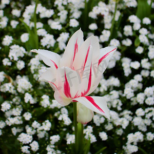 线条白花摄影照片_白色的花与红色的线条