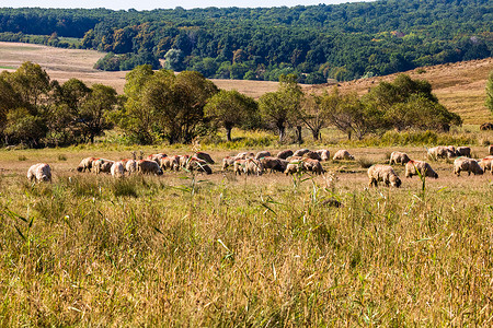 阳光明媚的日子里，很多羊在干燥的田野上吃草。