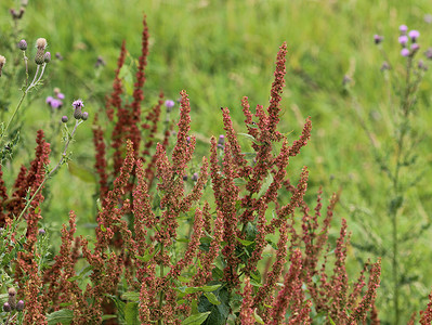 Rumex acetosella，俗称红酢浆草、羊酢浆草、田酢浆草和酸草植物