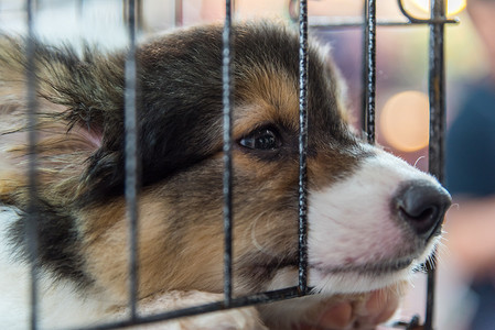 小狗在笼子里的狗悲伤