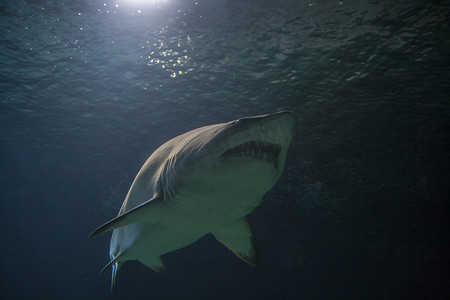 黑鳍礁鲨 - Carcharhinus melanopterus - 咸水鱼