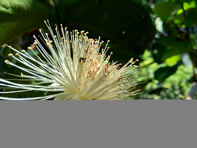 果水摄影照片_yzygium aqueum（水玫瑰苹果、水苹果、铃果）花与自然背景。