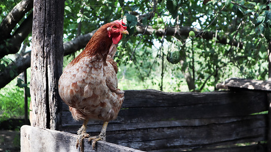阳光明媚的日子里，在色彩缤纷的夏日背景下，一只大红棕色蛋鸡在乡村玩耍。