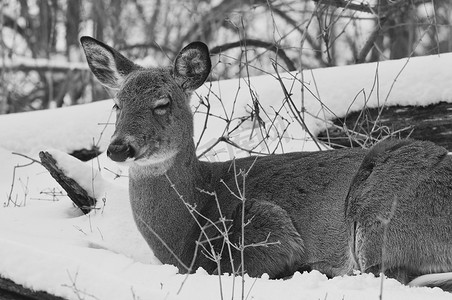 太师椅黑白摄影照片_雪林中野鹿的美丽黑白图像
