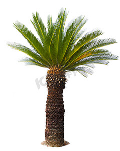 树叶装饰摄影照片_关闭了白色背景上隔离的苏铁棕榈树用于 gar
