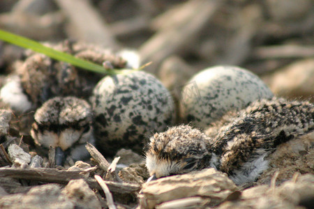 两只刚孵出的小鸟在巢中寻找出路，还剩下两个蛋