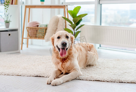 浅色摄影照片_躺在浅色地板上的金毛猎犬