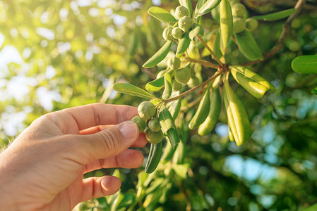 农民从油橄榄灌木中采摘橄榄类水果